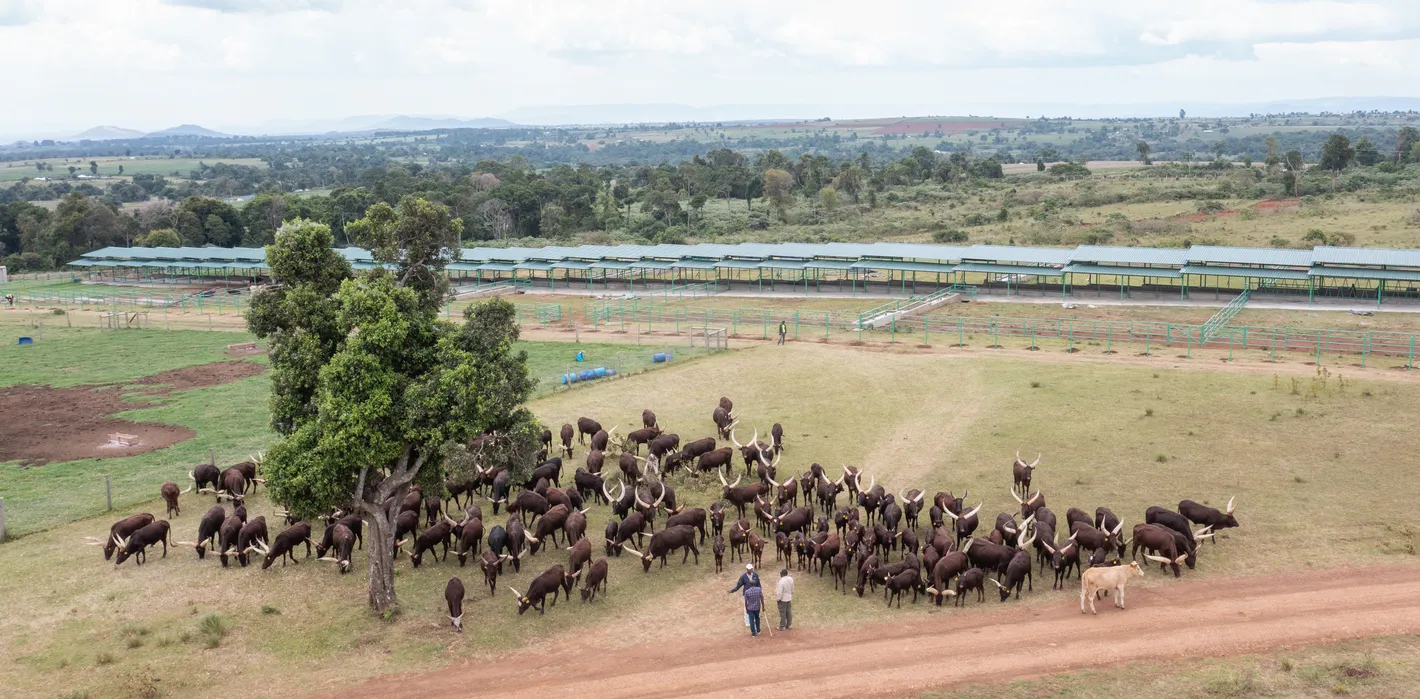 Safari Accommodation