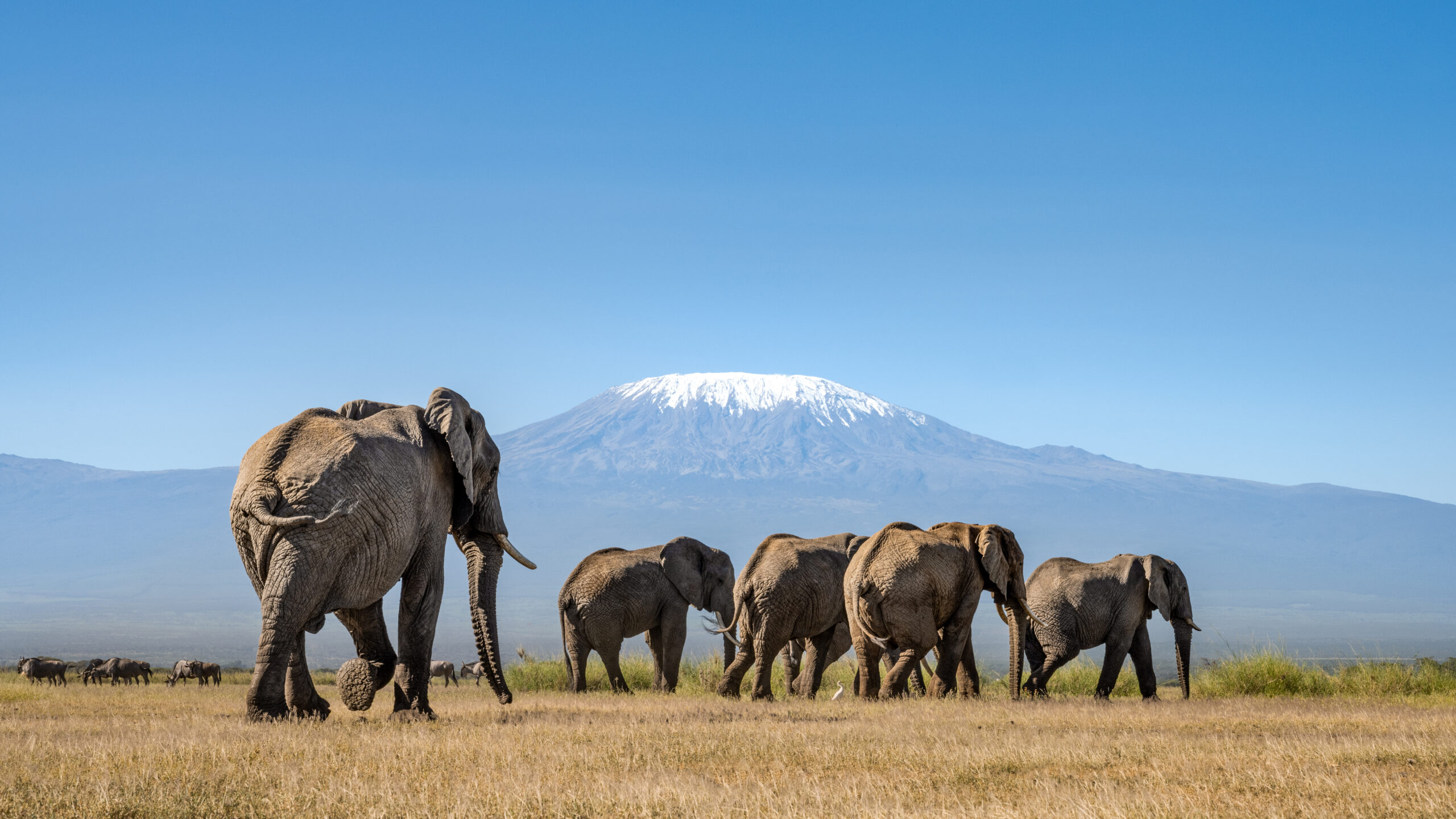 Angama Amboseli elephants Mount Kilimanjaro